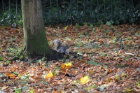 2012-11-01-londra-159