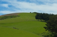 2016-11-18 3040 NZ .CR2