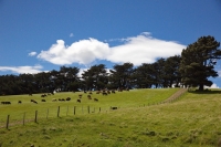 2016-11-20 3057 NZ .CR2
